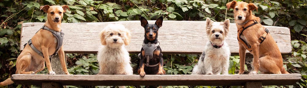 Smoothdogs – Ihr Hund und Sie!